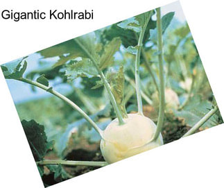 Gigantic Kohlrabi