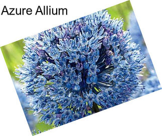 Azure Allium