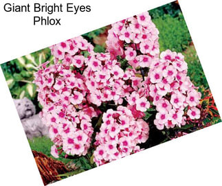 Giant Bright Eyes Phlox