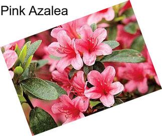 Pink Azalea