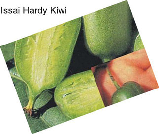 Issai Hardy Kiwi