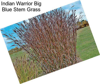 Indian Warrior Big Blue Stem Grass