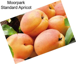 Moorpark Standard Apricot