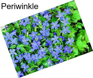 Periwinkle