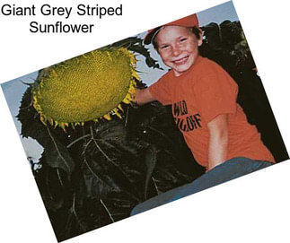 Giant Grey Striped Sunflower