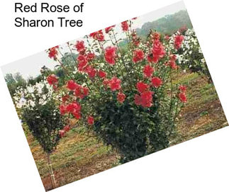 Red Rose of Sharon Tree