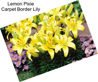 Lemon Pixie Carpet Border Lily