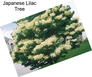 Japanese Lilac Tree