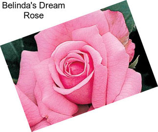 Belinda\'s Dream Rose