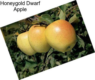 Honeygold Dwarf Apple