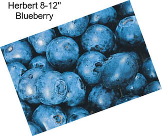 Herbert 8-12\'\' Blueberry