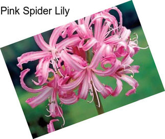 Pink Spider Lily