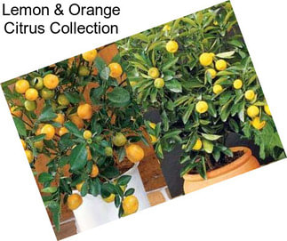 Lemon & Orange Citrus Collection