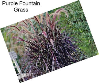Purple Fountain Grass