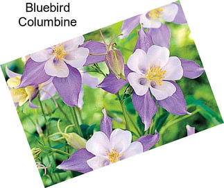 Bluebird Columbine