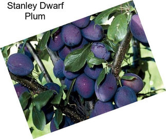 Stanley Dwarf Plum