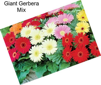 Giant Gerbera Mix