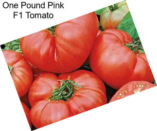 One Pound Pink F1 Tomato