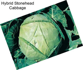 Hybrid Stonehead Cabbage