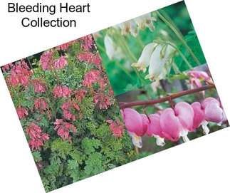 Bleeding Heart Collection