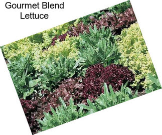 Gourmet Blend Lettuce