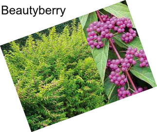 Beautyberry