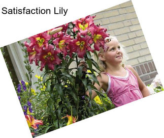 Satisfaction Lily
