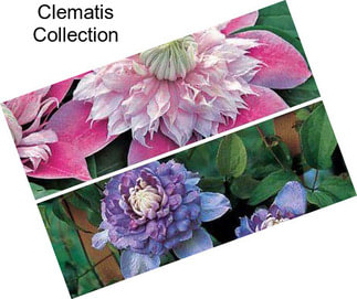 Clematis Collection