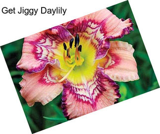 Get Jiggy Daylily