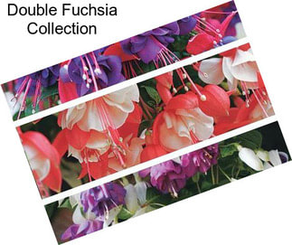 Double Fuchsia Collection