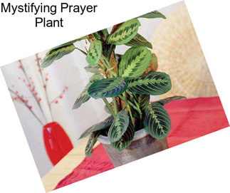 Mystifying Prayer Plant