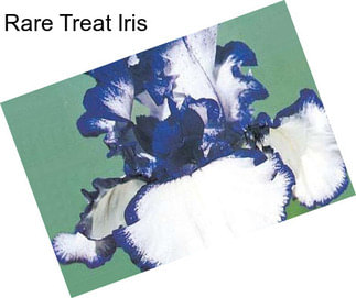 Rare Treat Iris