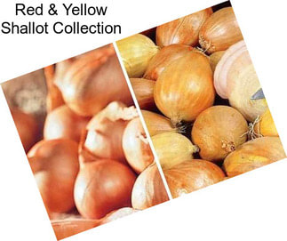 Red & Yellow Shallot Collection