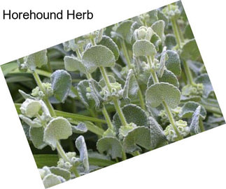 Horehound Herb