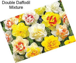 Double Daffodil Mixture