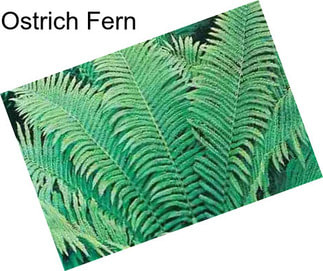 Ostrich Fern