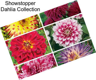 Showstopper Dahlia Collection