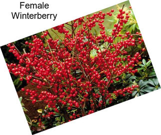 Female Winterberry