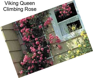 Viking Queen Climbing Rose