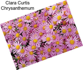 Clara Curtis Chrysanthemum