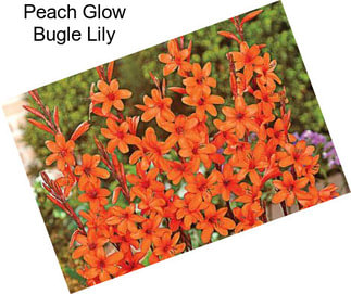 Peach Glow Bugle Lily