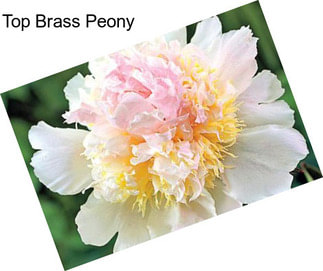 Top Brass Peony