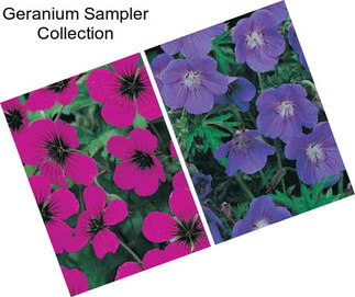 Geranium Sampler Collection