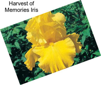 Harvest of Memories Iris