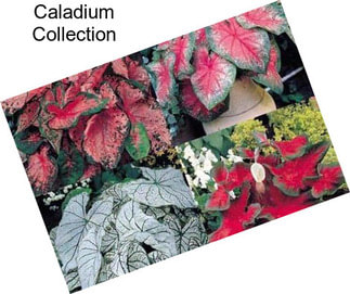 Caladium Collection