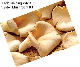 High Yielding White Oyster Mushroom Kit