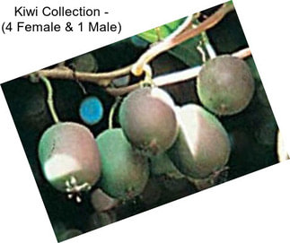 Kiwi Collection - (4 Female & 1 Male)