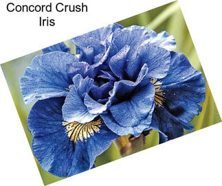 Concord Crush Iris