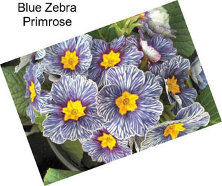 Blue Zebra Primrose