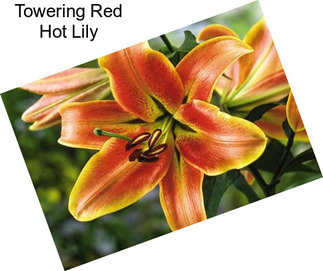 Towering Red Hot Lily